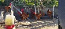 Vendo galos ou frangos também tenho pato real patos Rouen