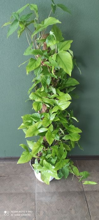 Красивый сингониум на кокосовой палке