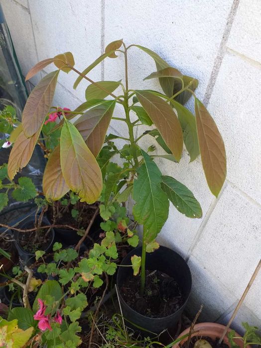 Abacateriro  variedade Haas