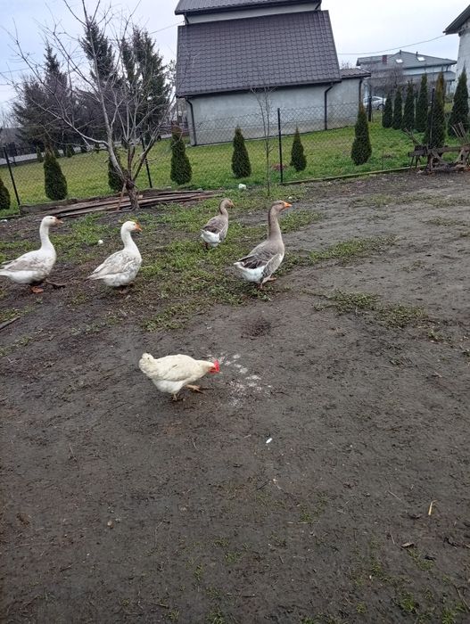 Sprzedam gęśi białe oraz siwe