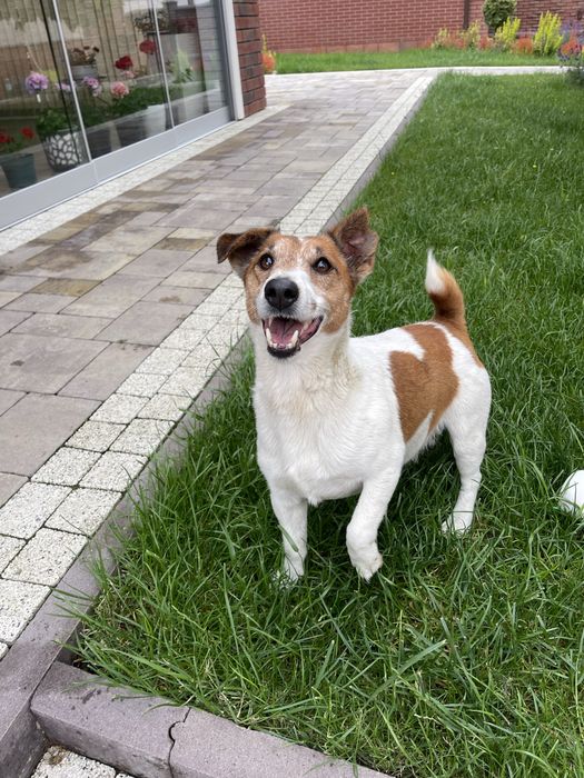 Джек рассел віддається лише у хорошу сімʼю