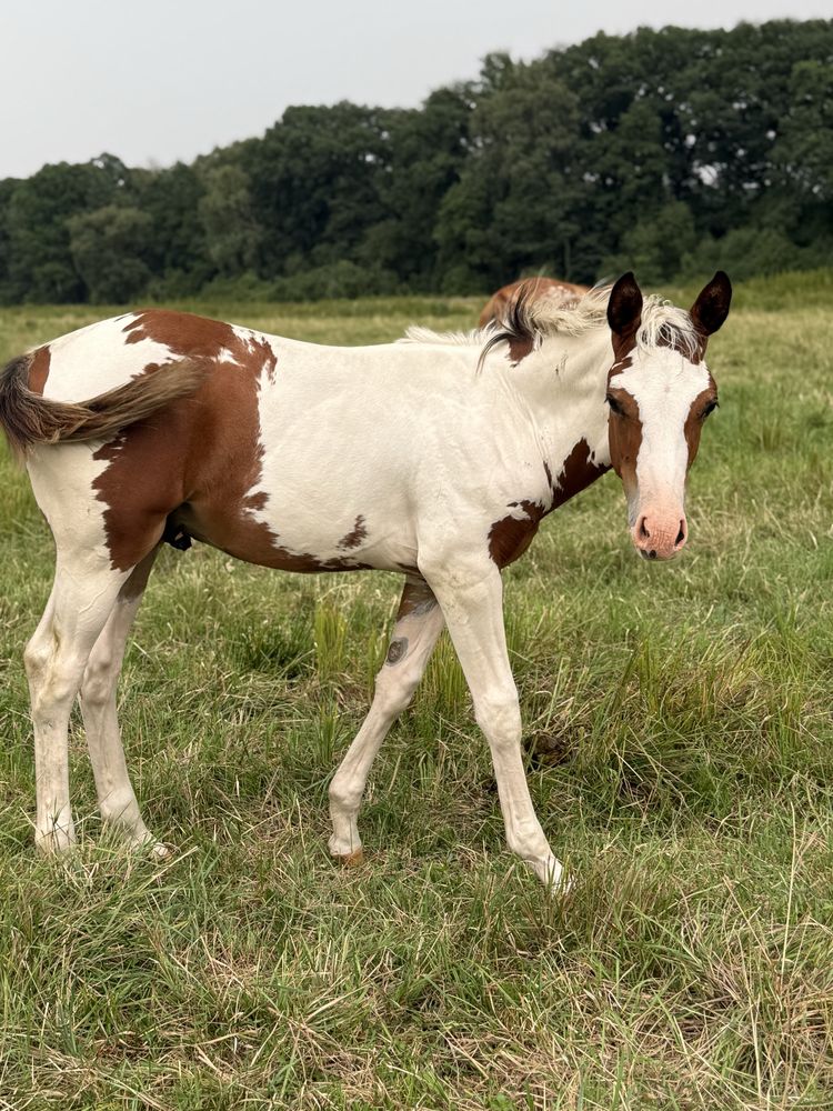 Ogierek American Paint Horse