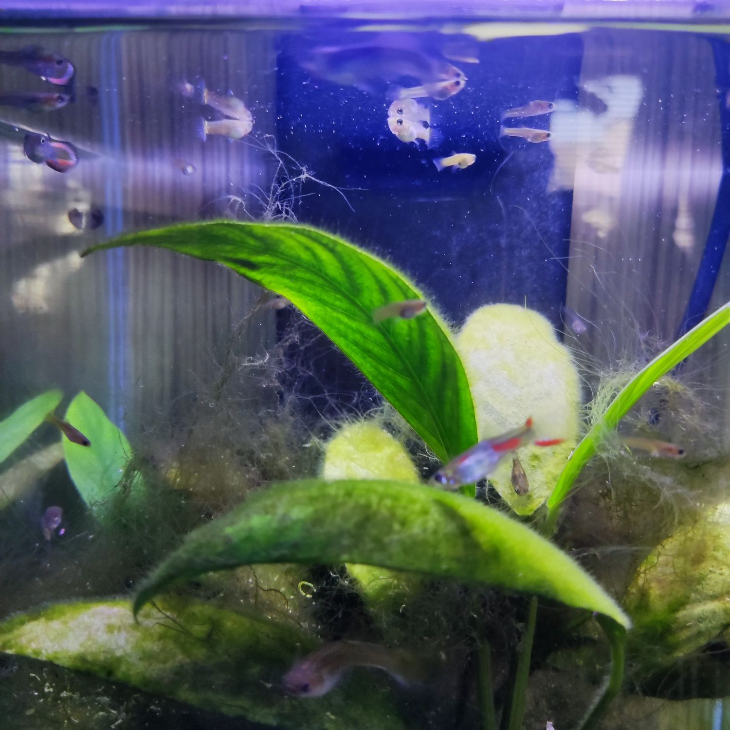 Gupiki Endlera ( Endlerki )- Piękne Rybki Akwariowe