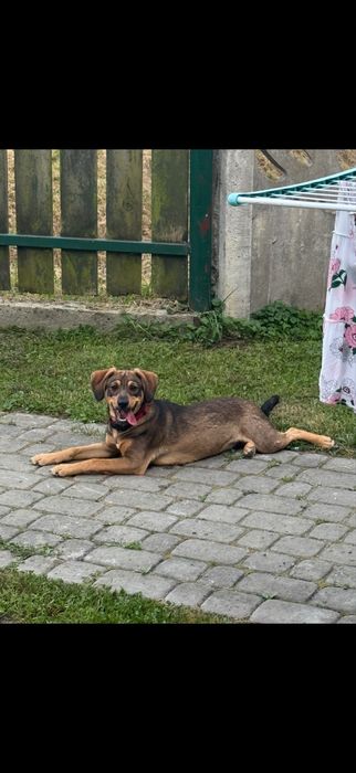 Suczka piesek do oddania, przytulaśna