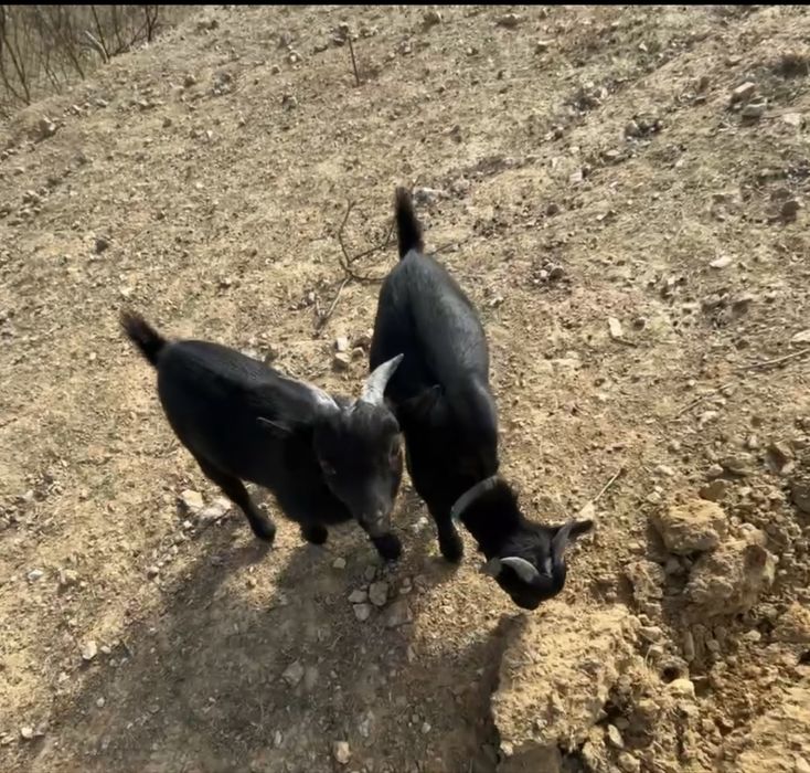 Cabras anãs jovens
