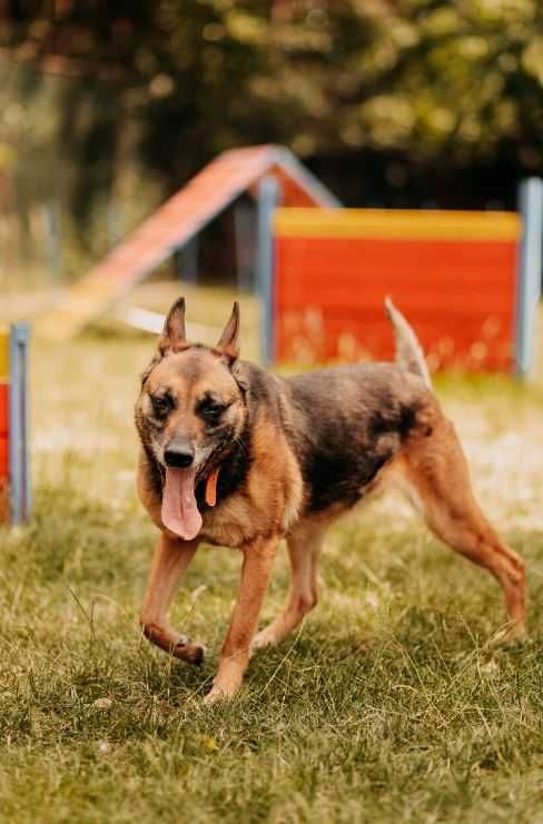 Malina w typie owczarka belgijskiego szuka domu!!!