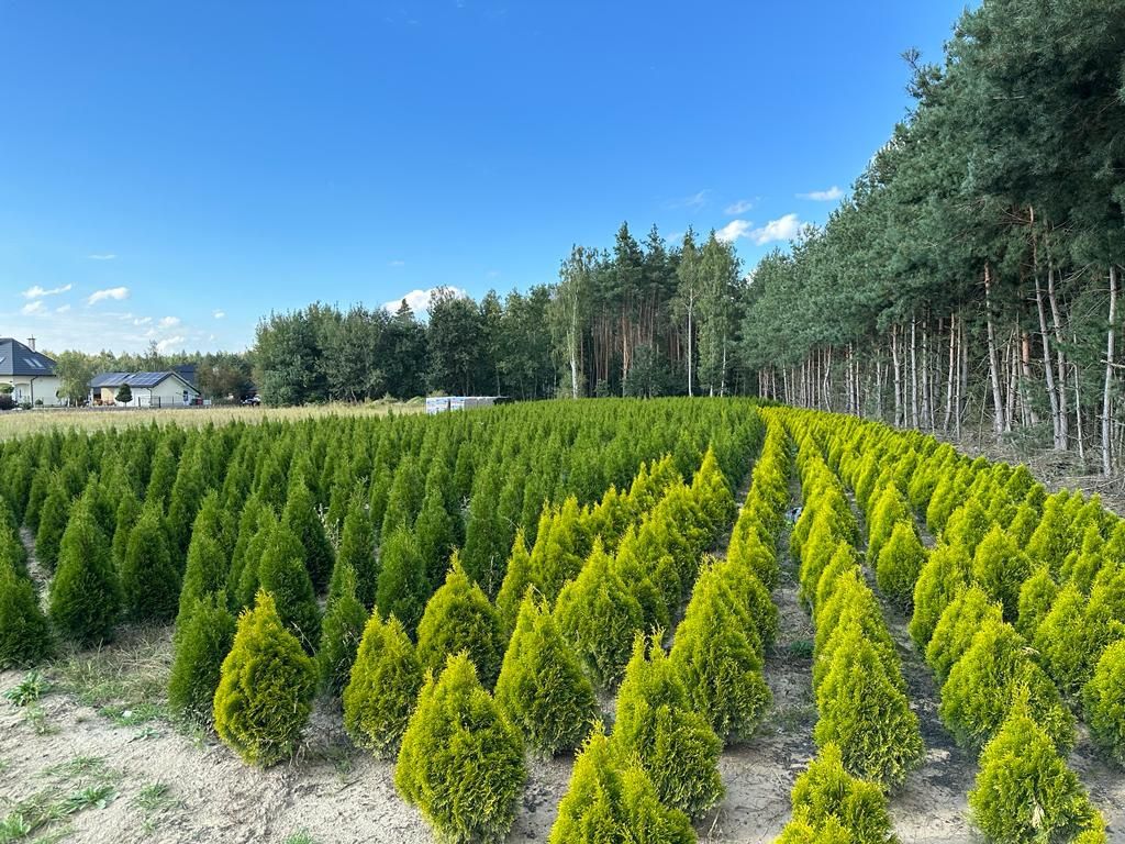 Tuja Thuja Szmaragd