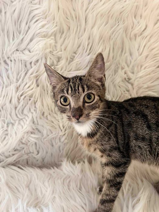Kotek do adopcji.