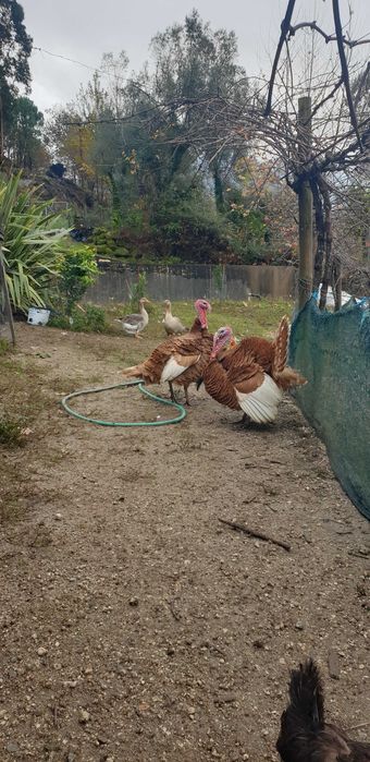 Vendo perus e gansos