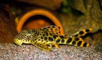 Hemiancistrus Sabaji pleco L-075 glonojad glonojady zbrojnik zbrojniki