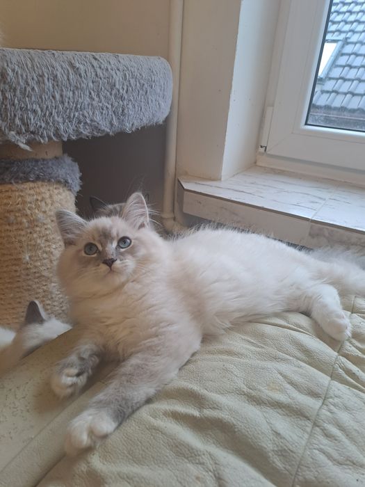 Uroczy kocurek Neva Masquerade