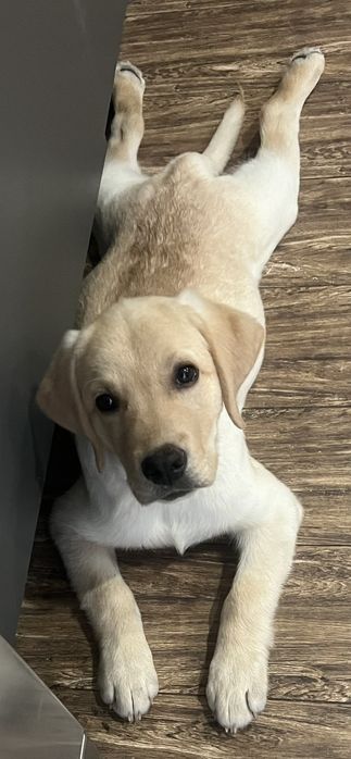 Готовы к продаже щенки лабрадора