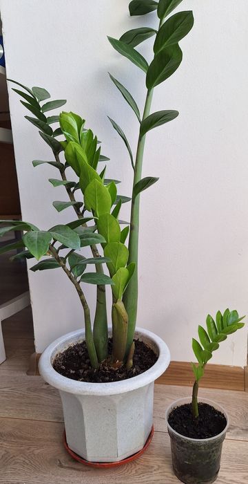 Замиокулькас, заміокулькас,валлютное дерево