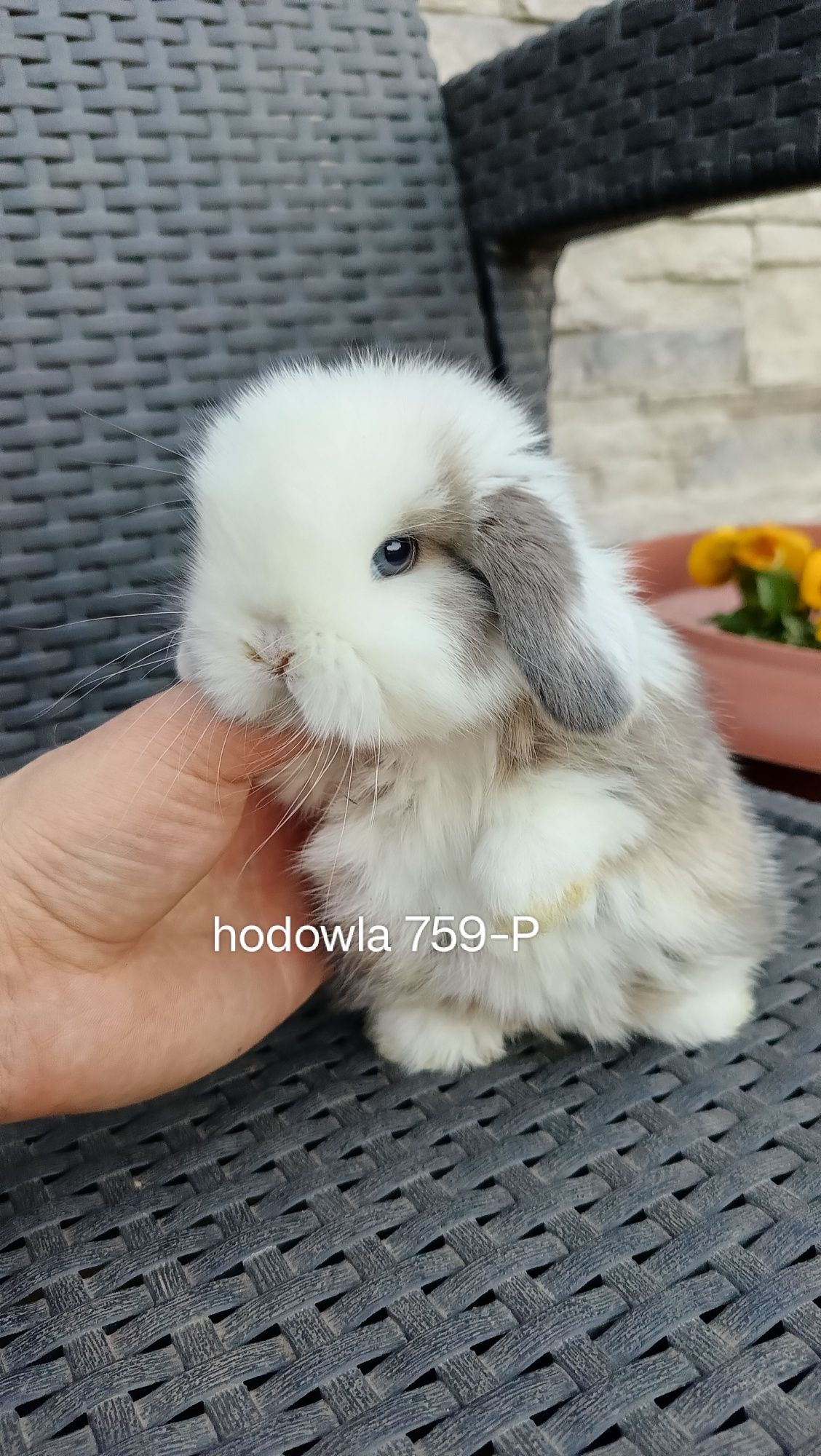 Mini lop króliki karzełek miniaturka baranek hodowla