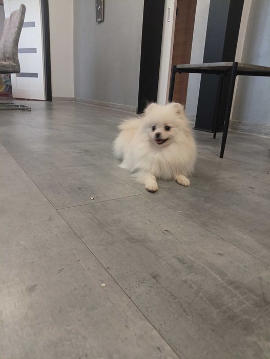 Suczka szpic miniaturowy/ pomeranian