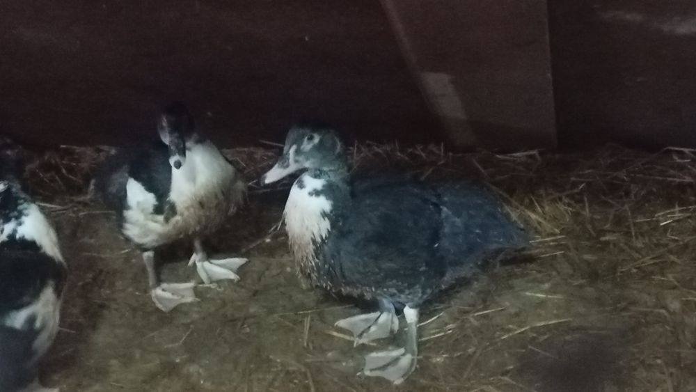 4 patos machos novos