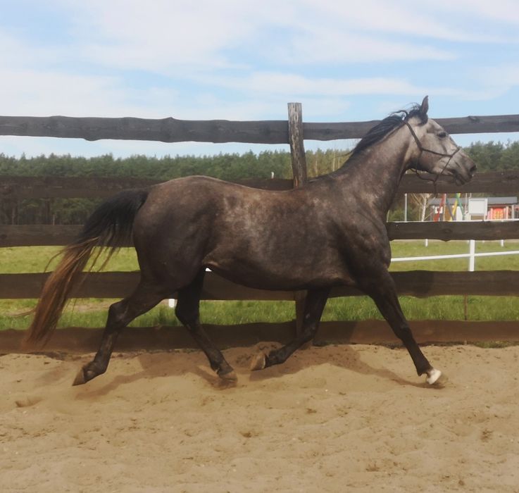 Klacz małopolska pełen rodowód