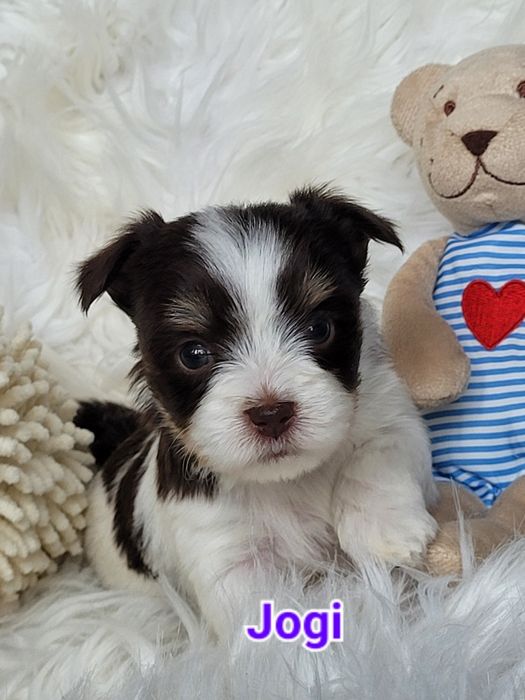 Morkie Yorkshire terrier biewer piesek