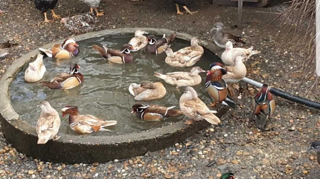 Gansos galinhas patos perus