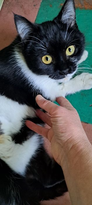 Безкоштовно стерилізована киця