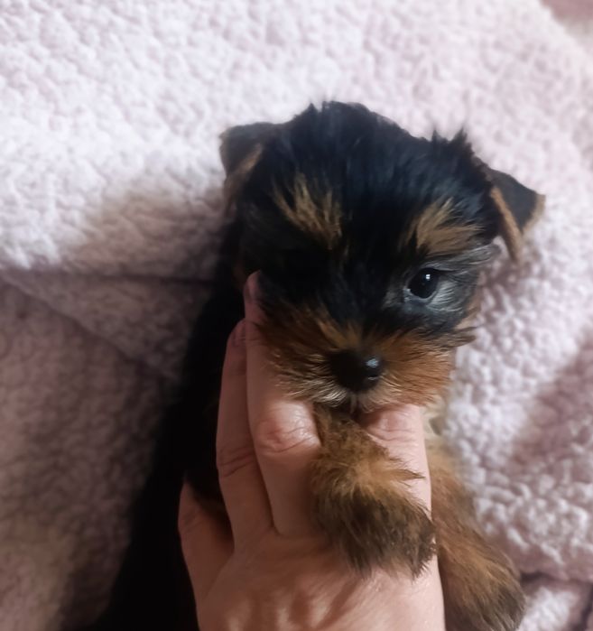 Міні кукольна дівчинка йорка