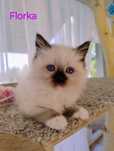 Ragdoll "Florka" koteczka ZAREZERWOWANA!!!