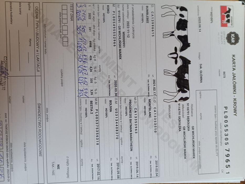 Jałówki cielne chodowlane