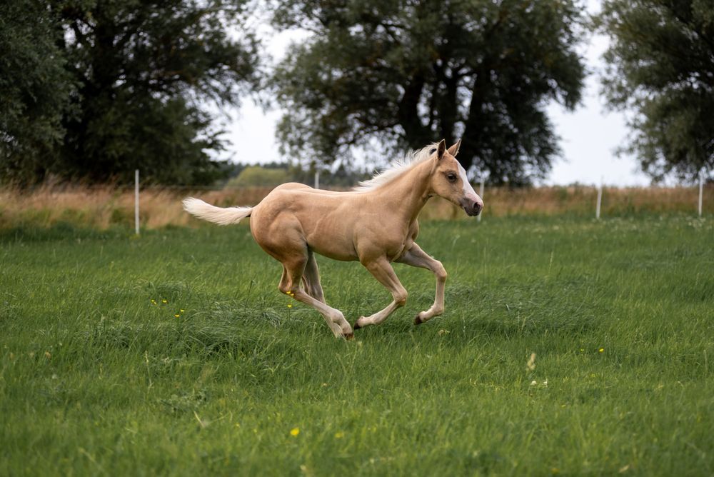 Ogierek AQH najlepsze reining pochodzenie