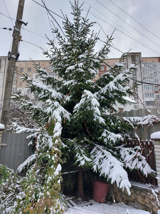 Ялинка 7м висоти,віддам безкоштовно