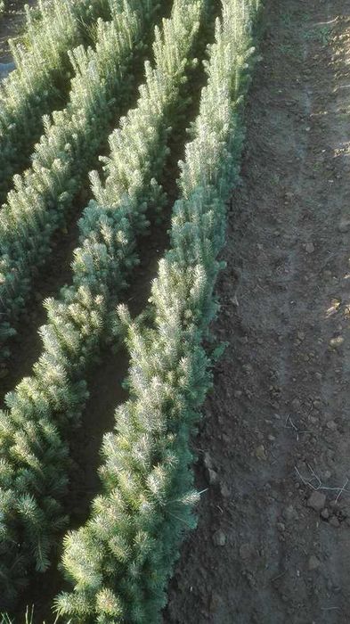 Sadzonki świerka pospolitego Leśne: sosna, jodła, buk, grab, brzoza...