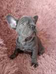 Buldog francuski sunia niebieska