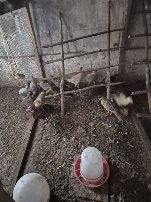 Młode bażanty z wiosny