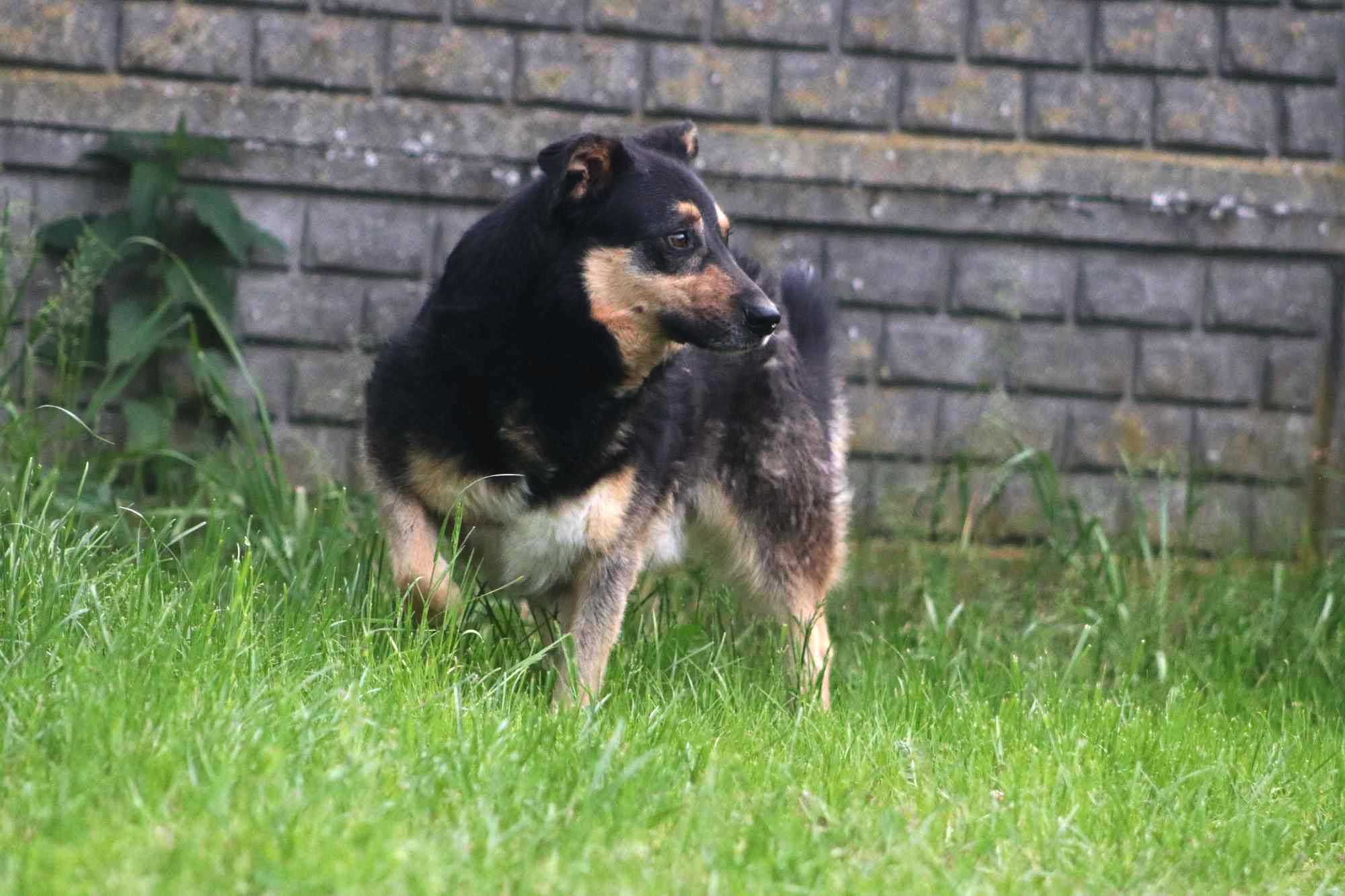 MIŚKO spójrz, pokochaj, adoptuj