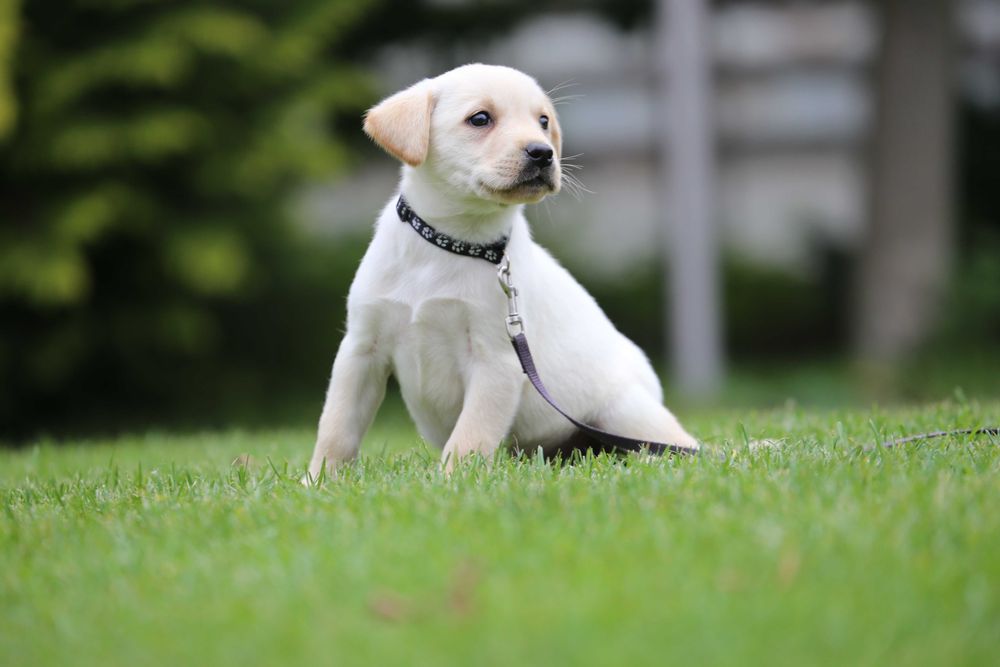 Labrador Retriever - biszkoptowy szczeniak