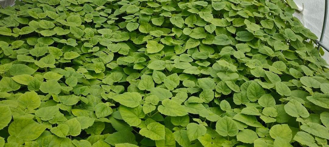 Drzewo Tlenowe Paulownia sadzonki tegoroczne