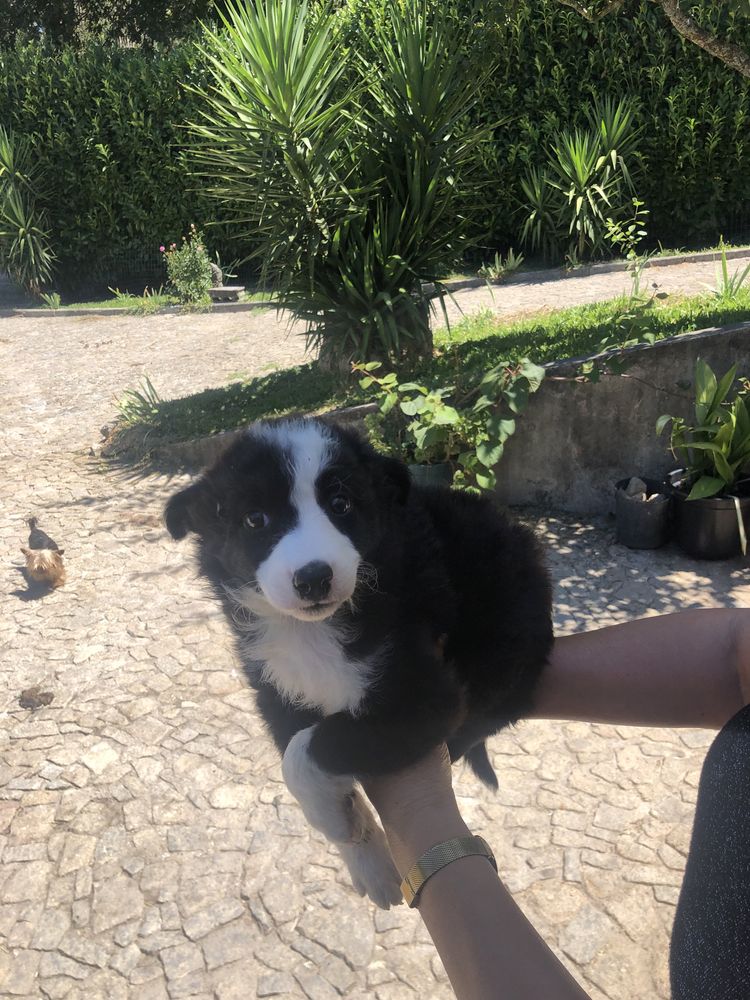 Border collie. Pronto para entrega. Vacinado e desparasitado
