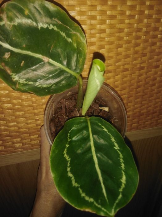 Продам калатея, строманта, маранта та ктенанта .