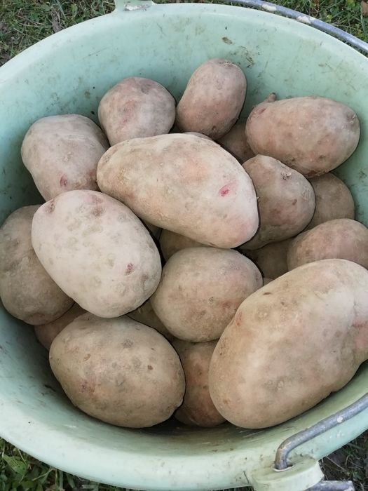 Картопля без хімії