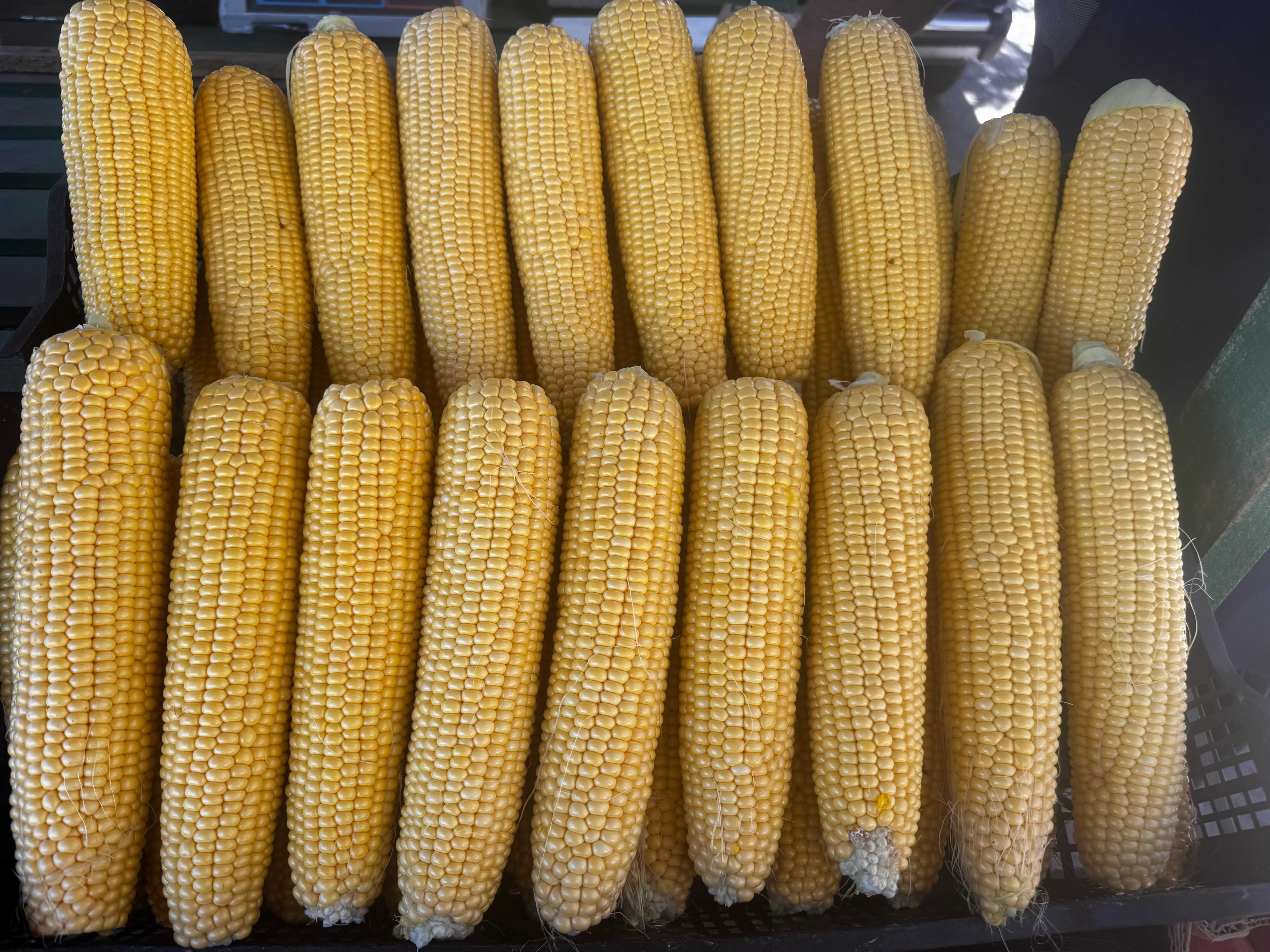 Продам цукрову кукурудзу сорту "ДОБРИНЯ" 6 грн/качан ТОРГ.