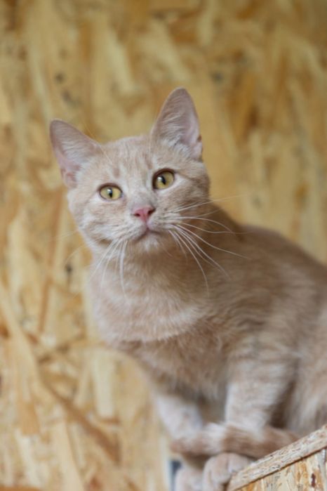 Котенок Эдмунд 1 год., чудесный мальчик, забавный котик, кот