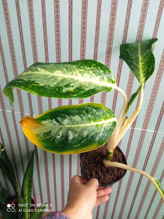 Розпродаж аглаонем