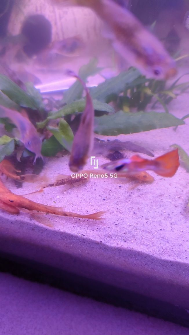 Zbrojnik -glonojad Red, Niebieski, Albinos , Calico