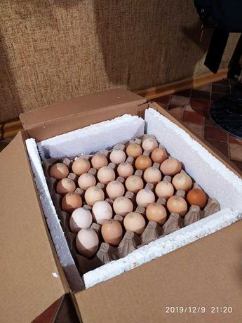 инкубационные яйца почтой
