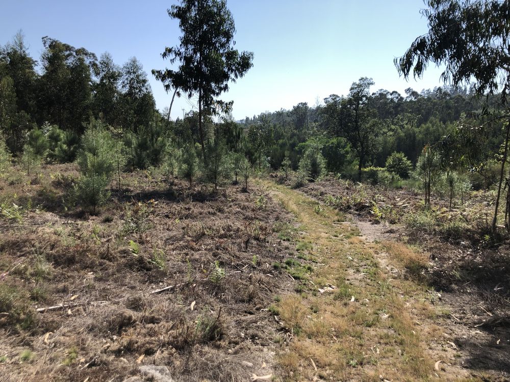 Venda Terreno rústico com mais de 2600 m2- Terra Feita Sao pedro d’arc