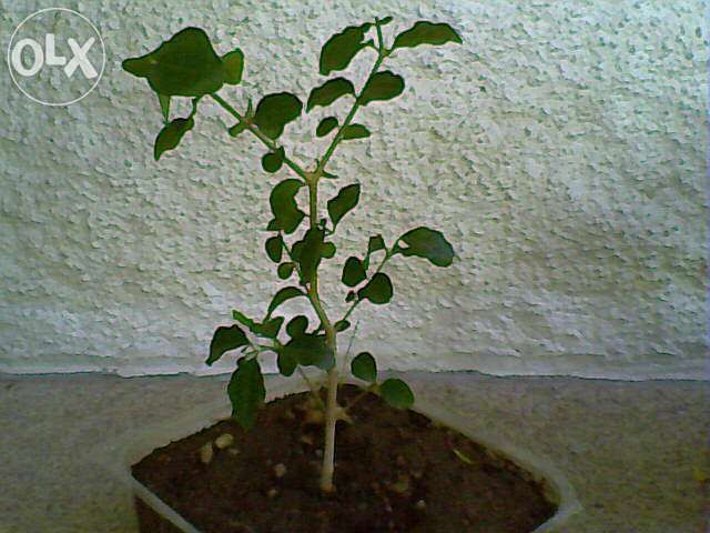 Bonsais (Ligustrum, Crassula, Serissa Foetida)