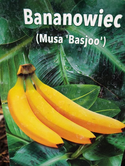 Bananowiec ,agawy