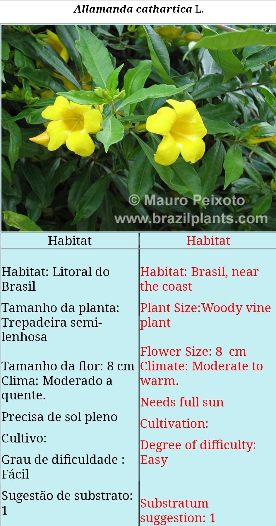 Planta com vaso - Allamanda de flores Amarelas