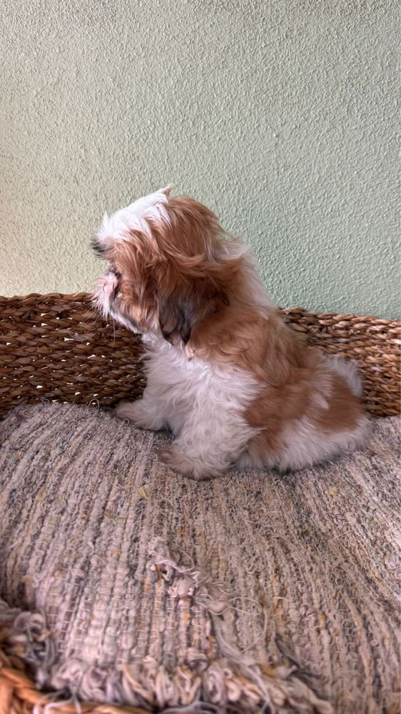 Menina Shih Tzu