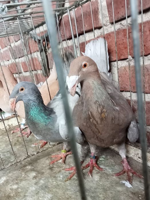 Gołębie rzeszowski rzeszowskie