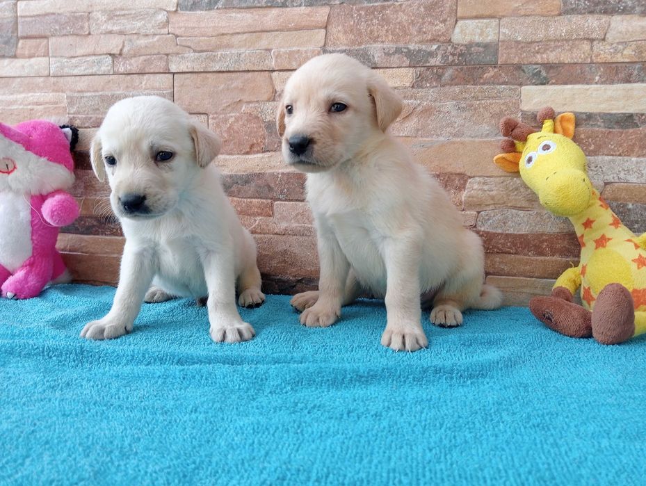 Labrador Retriever biszkopcik